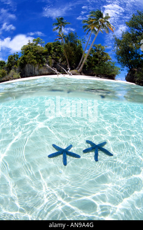 Über und unter Foto Seesterne im Wasser mit Postkarte Strand Rock Islands Palau Südpazifik Stockfoto