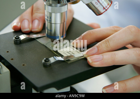 Eine Dia-Probe unter dem Mikroskop untersuchen Stockfoto