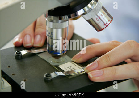 Eine Dia-Probe unter dem Mikroskop untersuchen Stockfoto