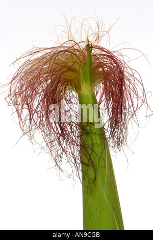 Cornsilk Zea mays Stockfoto
