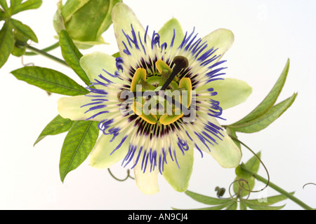 Passionsblume Passiflora sp. Stockfoto