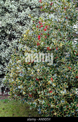 ILEX AQUIFOLIUM MADAME BRIOT Stockfoto