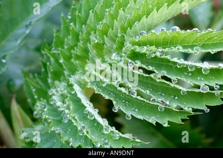 MELIANTHUS GROßEN LAUB Stockfoto