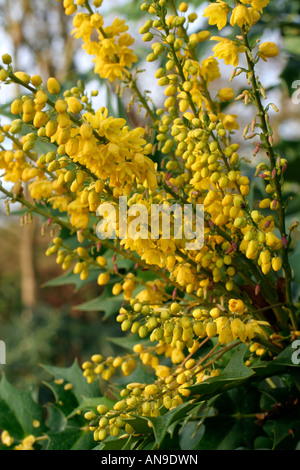 MAHONIA X MEDIA LIONEL FORTESCUE Stockfoto