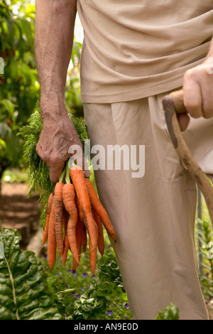 Ein senior Mann hält eine Reihe von Karotten Stockfoto
