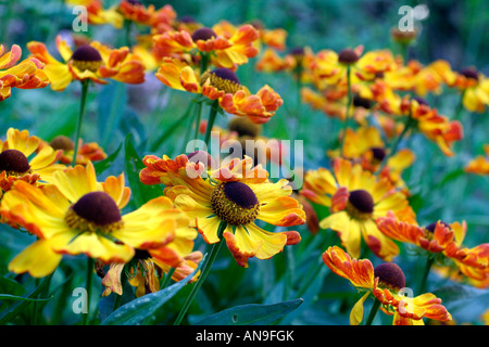 HELENIUM RAUCHTOPAS Stockfoto