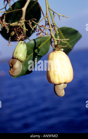 CASHEW-BAUM IN QUILON KERALA Stockfoto