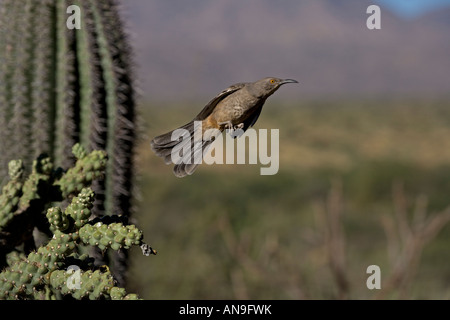 Kurve-billed Thrasher, Toxostoma Curvirostre Arizona im Flug Stockfoto