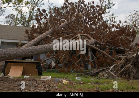 Baum-Schäden durch Hurrikan Katrina Waveland Mississippi Stockfoto