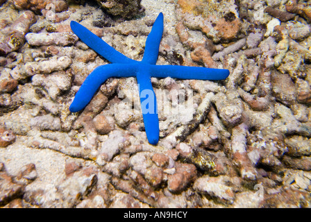 1 ein blauer Seestern Seesterne wilde Wildnis unter dem Meer Southsea Fidschi-Inseln Südsee Pazifischen Ozean Unterwasser Samoa Stockfoto