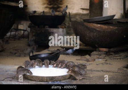 Ratten, Trinkmilch, Karni Mata Tempel Deshnok, in der Nähe von Bikaner, Rajasthan, Indien Stockfoto