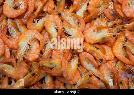 Tiger Garnelen zum Verkauf in Sydney Fish Market Darling Harbour Australien gekocht Stockfoto