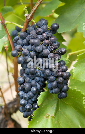 Shiraz-Trauben wachsen in Hunter Valley, Australien Stockfoto