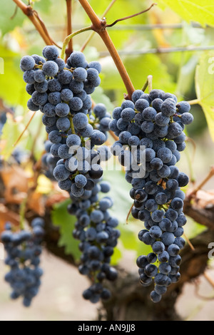 Cabernet-Sauvignon-Trauben im Hunter Valley, Australien Stockfoto