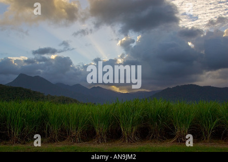 Zuckerrohr-Koppel mit Mount Demi im Hintergrund Queensland Australien Stockfoto