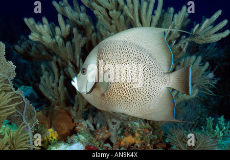 Unterwasser grauer Engel und Korallen Karibik Stockfoto