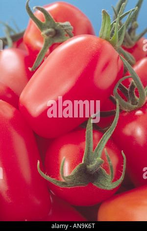 Solanum lycopersicum syn Lycopersicon esculentum 'Juliet' (Tomato) FI Hybrid. Reife gepflückte Früchte. Stockfoto