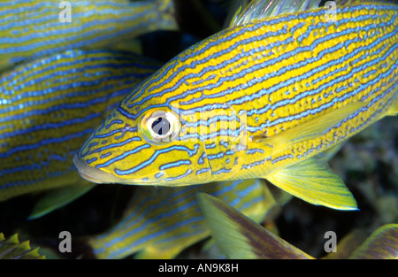 Französisch Grunzen Caribbean Stockfoto