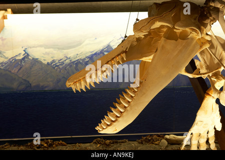 Walskelett, Museum Husavik, Island Stockfoto