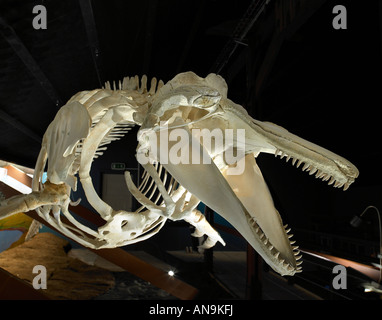 Walskelett, Museum Husavik, Island Stockfoto