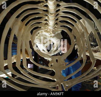 Junge Frau betrachten Walskelett, Walmuseum, Husavik, Island Stockfoto
