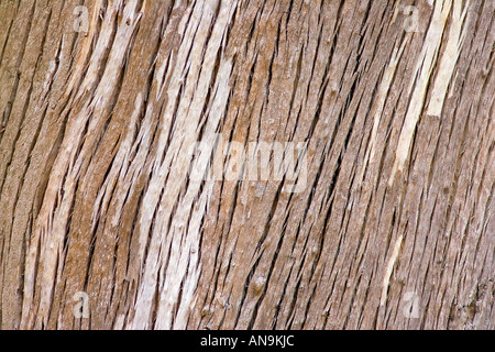 Rinde der Wald Red Gum Tree New South Wales Australien Stockfoto