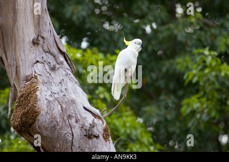 Schwefel crested Cockatoo thront in einem Wald Red Gum Tree-Australien Stockfoto