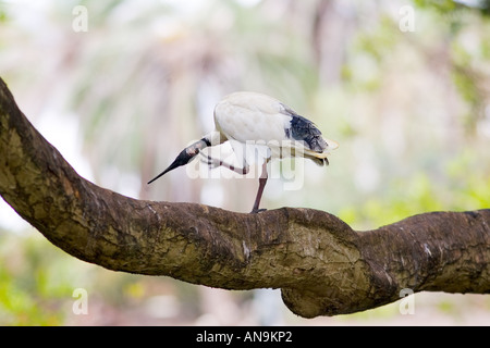 Australische weißer Ibis Sydney Australien Stockfoto