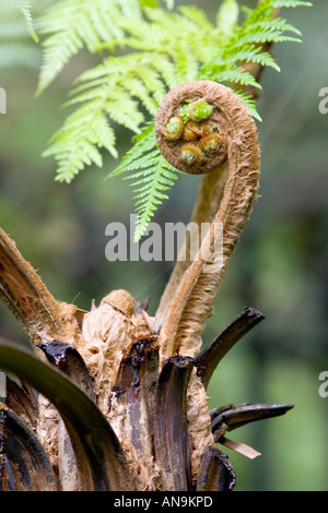 Jungen Wedel Farn rollt in den Royal Botanical Gardens Sydney Australia Stockfoto