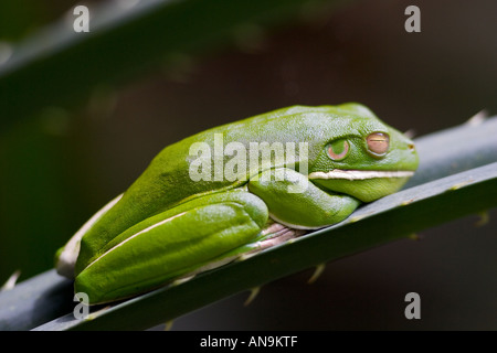 Weiße Lippen Green Tree Frog auf Palmblatt Daintree World Heritage Rainforest Queenland Australien Stockfoto