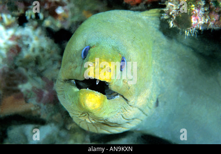 Grüne Muräne Caribbean Stockfoto