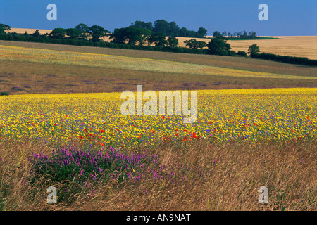 Wildblumenwiese im Sommer in der Nähe von Ringstead North Norfolk England Stockfoto