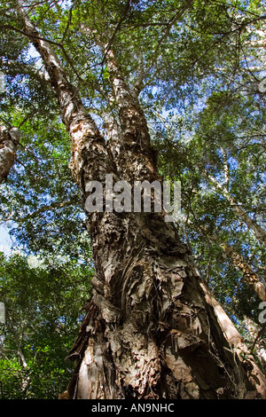 Leichte Tee Bäume Mary Creek in Daintree Regenwald-Queensland-Australien Stockfoto