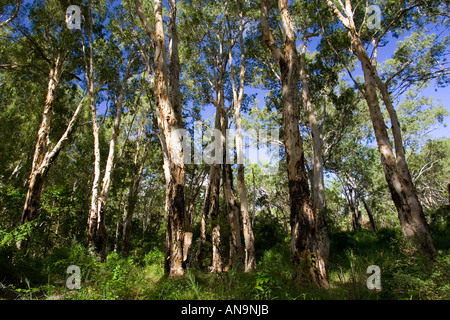 Leichte Tee Bäume Mary Creek in den Daintree Regenwald in Australien Stockfoto