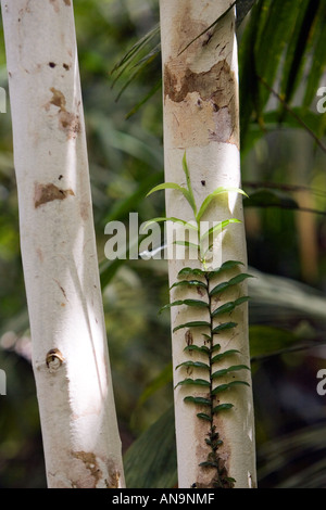 Regenwald-Kerze-Rebe wächst auf Baumstamm Daintree Rainforest-Queensland-Australien Stockfoto