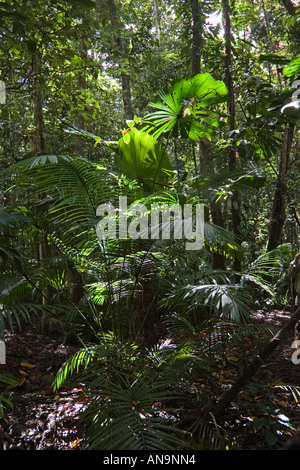 Farne und Palmen in den Regenwald Daintree Nord-Queensland-Australien Stockfoto