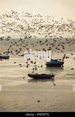 Herde von Brent Gänse Branta Bernicla im Flug über der Mündung der Themse in der Nähe von Leigh auf Meer Essex England September Stockfoto