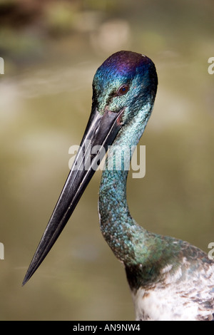 Schwarzhals Storch-Queensland-Australien Stockfoto