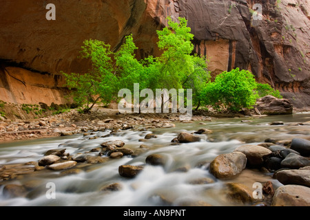 Narrows Zion Nationalpark Stockfoto