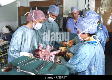 Ein Baby ist eine Lieferung per Kaiserschnitt in einem britischen Krankenhaus OP-Saal Stockfoto