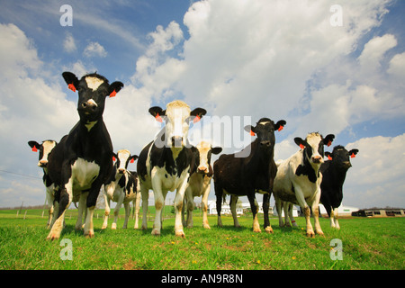 Neugierig Holstein Kühe im Shenandoah Valley of Virginia, USA Stockfoto