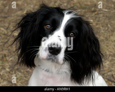 Springer Spaniel suchen traurig und unglücklich Stockfoto