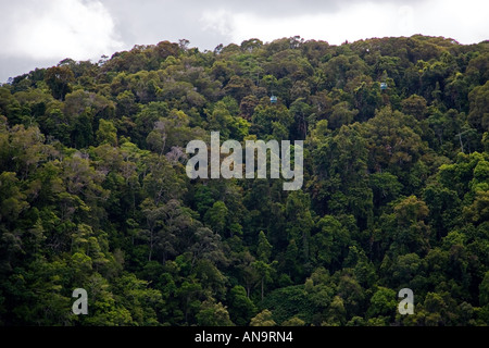 Regenwald gesehen aus Skyrail Seilbahn Nord-Queensland-Australien Stockfoto