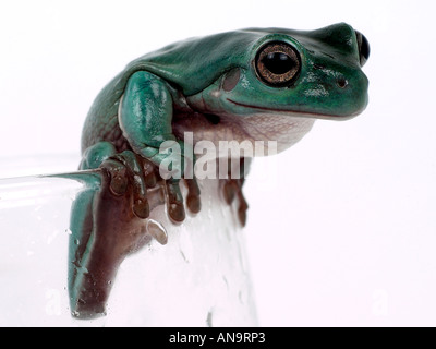 Ein grüner Laubfrosch festhalten an der Spitze eines Glases. Stockfoto