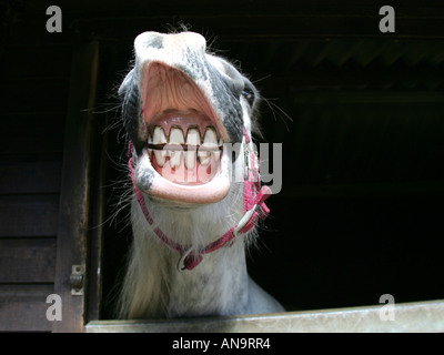 Ein Pferd Lachen - direkt aus dem Maul des Pferdes. Stockfoto