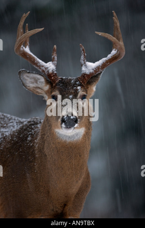 Weiß - angebundene Rotwild Odocoileus Virginianus New York Buck im Schnee Stockfoto