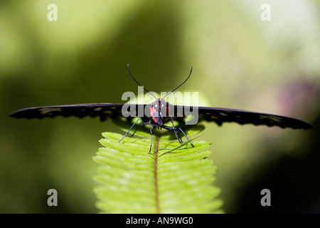 Weibliche Cairns Birdwing Schmetterling auf einen Farn Blatt Nord-Queensland-Australien Stockfoto