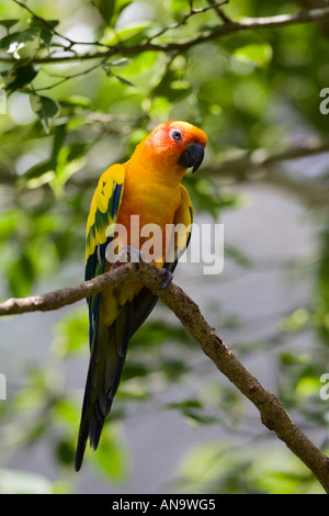 Sun Conure Papagei thront auf einem Ast Queensland Australien Stockfoto