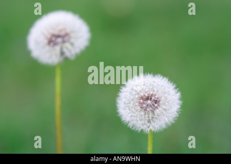 Löwenzahn-Blüten Stockfoto