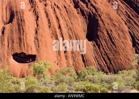 Bäume an der Basis des Ayers Rock Uluru Australien Stockfoto